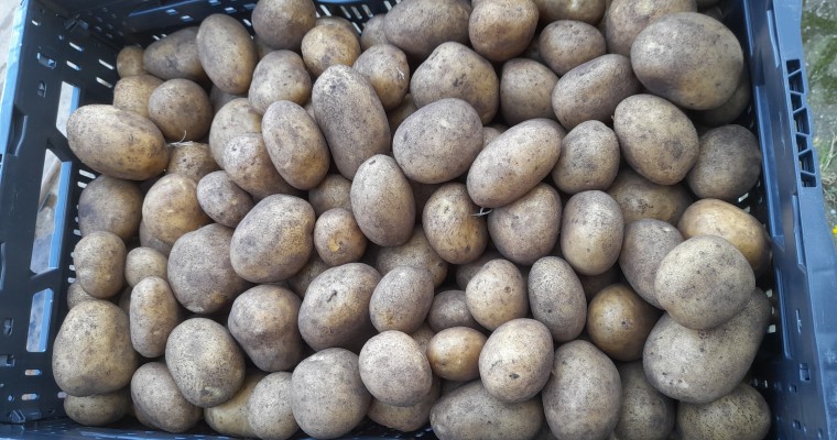 Aardappelwasser 2 - Tolkamp snijkeukentechniek