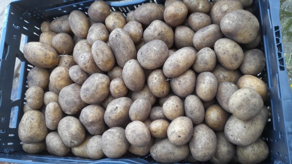 De smerige aardappelen voordat deze de aardappelwasser in gaan