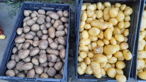 Reslutaat van het wassen van de aardappelen