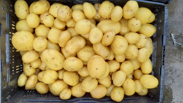 De gewassen aardappelen nadat deze de aardappelwasser in geweest zijn